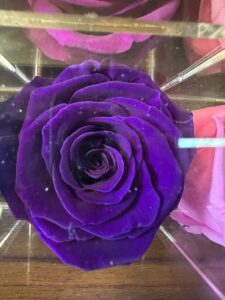 ruza-02e-5-ljubicasta