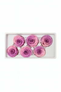 ruza-11e-8-ljubicasta