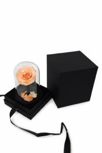 ruza-01e-17-narandzasto-bela