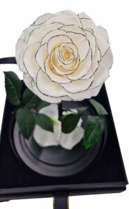 ruza-01e-06-bela-sa-crnim